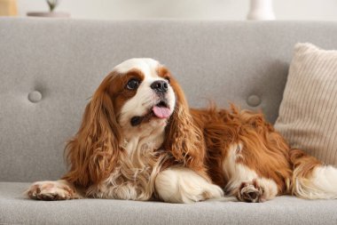 Sevimli şövalye Kral Charles spaniel evdeki kanepede yatıyor.