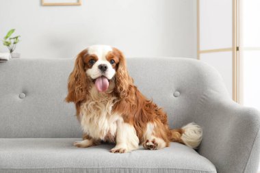 Sevimli şövalye Kral Charles spaniel evdeki kanepede yatıyor.