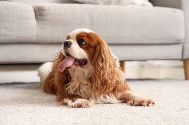 Sevimli şövalye Kral Charles evde halının üzerinde oturuyor.