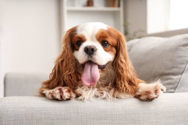 Sevimli şövalye Kral Charles Spaniel evdeki kanepede oturuyor.