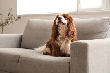 Sevimli şövalye Kral Charles Spaniel evdeki kanepede oturuyor.