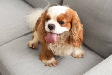 Sevimli şövalye Kral Charles Spaniel evdeki kanepede oturuyor.