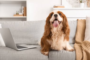 Sevimli şövalye Kral Charles Spaniel evdeki kanepede oturuyor.