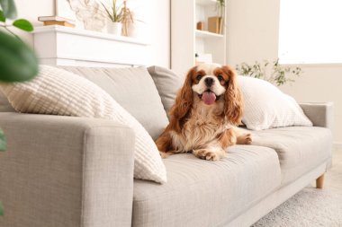 Sevimli şövalye Kral Charles Spaniel evdeki kanepede oturuyor.