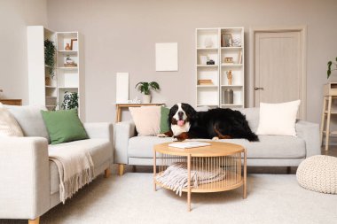 Cute Bernese mountain dog lying on sofa at home