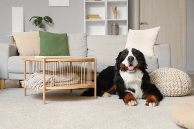 Şirin Bernese dağ köpeği evde halının üzerinde yatıyor.