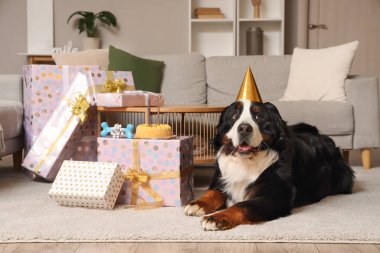 Parti şapkalı şirin Bernese dağ köpeği. Doğum günü hediyeleri evde, halının üzerinde yatıyor.