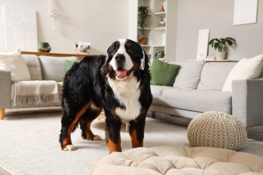 Evde kulaklıklı sevimli Bernese dağ köpeği.