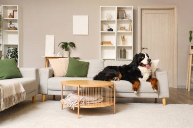 Tatlı Bernese dağ köpeği oturma odasında kanepede yatıyor.