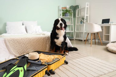 Yatak odasında açık bavulu olan sevimli Bernese dağ köpeği.