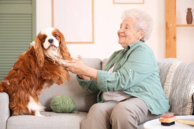 Evdeki kanepede sevimli şövalye Kral Charles Spaniel 'in pençelerini tutan yaşlı kadın.
