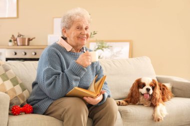 Elinde çay, kitap ve sevimli şövalye Kral Charles Spaniel köpeği olan yaşlı kadın evdeki kanepede oturuyor.