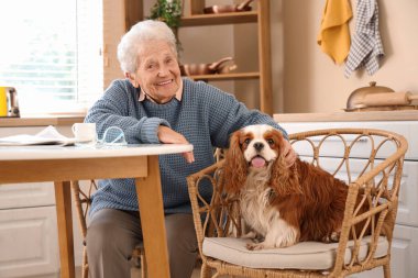 Üst düzey kadın yemek masasında yakışıklı şövalye Kral Charles spaniel köpeğiyle oturuyor.