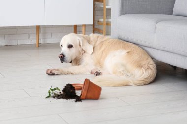 Yaramaz Labrador köpeği. Evde yere düşmüş bir saksı.