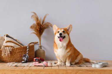 Farklı evcil hayvan aksesuarları olan sevimli Corgi köpeği ve evde yemek için duran bir kase.