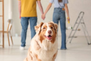 Yeni evlerinin tamiri sırasında çiftlerin önünde sevimli bir köpek.
