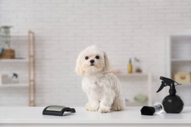 Salonunda tımar aksesuarları olan şirin bir Maltese köpeği var.