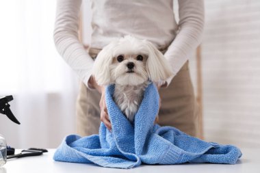 Kadın kuaför, kuaförde yıkandıktan sonra sevimli Malta köpeğinin saçını siliyor.