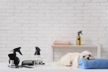 Masada havlusu ve kuaföründe aksesuarları olan şirin bir Maltese köpeği var.