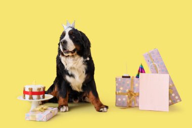 Prenses tacındaki sevimli Bernese dağ köpeği hediye kutuları ve sarı arka planda pastayla. Doğum günü kutlaması