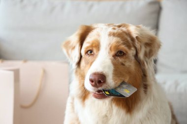 Alışveriş torbaları ve kredi kartlarıyla evde oturan sevimli Avustralya çoban köpeği.