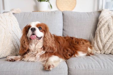 Cute cavalier King Charles spaniel lying on sofa at home
