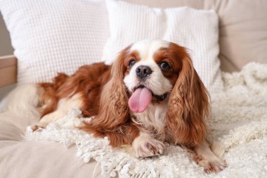 Cute cavalier King Charles spaniel lying on sofa at home
