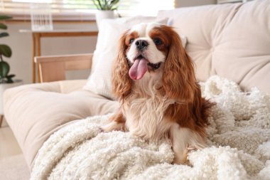 Şirin şövalye Kral Charles, evdeki kanepede oturuyor.