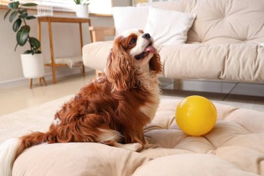 Sevimli şövalye Kral Charles evdeki evcil hayvan yatağında elinde oyuncak topla yatıyor.