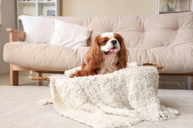 Hoş süvari Kral Charles spaniel evde sepette oturuyor.