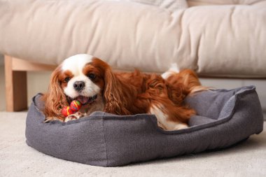 Evcil hayvan yatağında uzanan sevimli süvari Kral Charles Spaniel.