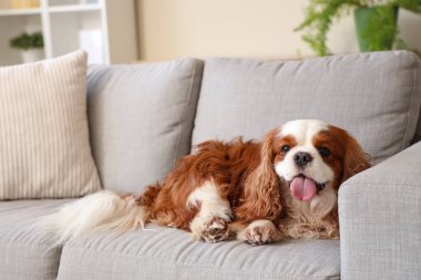 Cute cavalier King Charles spaniel lying on sofa at home