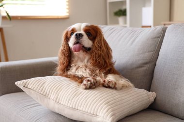 Şirin süvari Kral Charles evinde kanepede uzanmış yastıklı spaniel.
