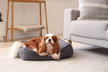 Şirin süvari Kral Charles evcil hayvan yatağında yatıyor.