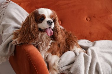 Şirin süvari Kral Charles spaniel battaniyesiyle evdeki kanepede yatıyor.