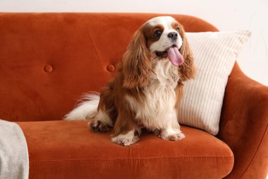 Şirin şövalye Kral Charles, evdeki kanepede oturuyor.