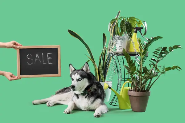 Stock image Cute husky dog with houseplants, watering can and chalkboard with text SALE on green background