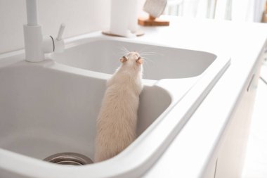 Lavaboda beyaz sıçan, yakın plan. Haşere kontrolü kavramı