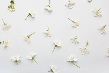 Beyaz arka plan üzerinde güzel çiçek çiçekler