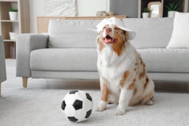 Futbol topuyla şapkalı sevimli Avustralya çoban köpeği evde oturuyor.