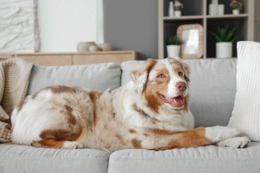 Sevimli Avustralyalı çoban köpeği evdeki kanepede yatıyor.