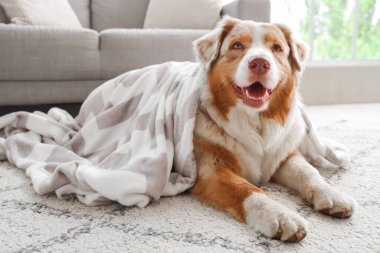 Evde yerde yatan battaniyeli sevimli Avustralya çoban köpeği.