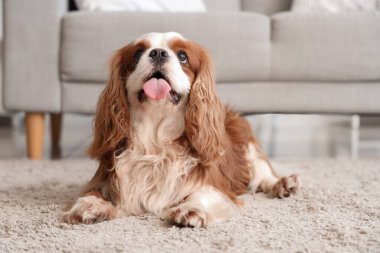 Şirin şövalye Kral Charles evde halının üzerinde yatıyor.