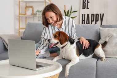 Evde sevimli Beagle köpeği ve dizüstü bilgisayarı olan genç bir kadın var.