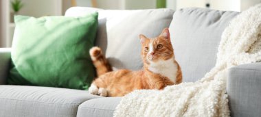 Evdeki kanepede yatan komik kırmızı kedi.