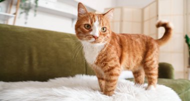 Evdeki kanepede komik kırmızı kedi