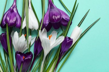 Turkuaz arka planda güzel crocus çiçekleri