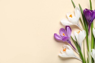 Bej arka planda güzel krokus çiçekleri