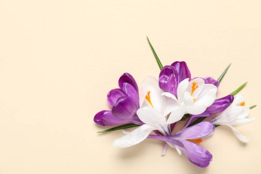 Bej arka planda güzel krokus çiçekleri