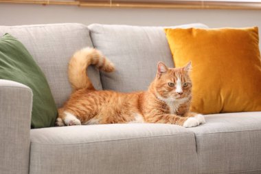 Evdeki yumuşak kanepede yatan tatlı kırmızı kedi.